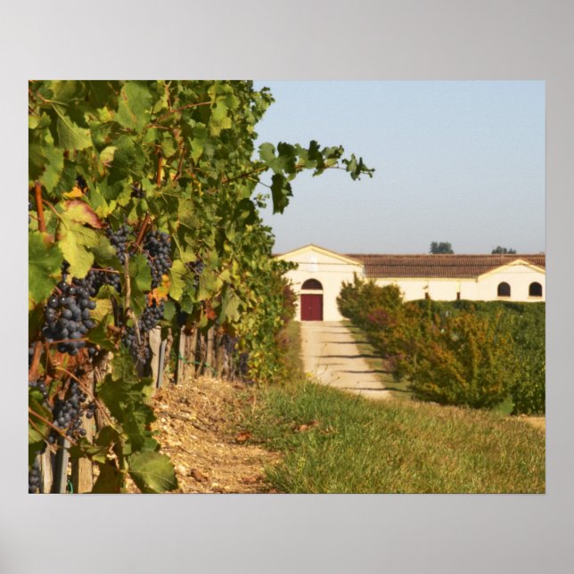 Poster Vineyards, petit verdot vines e adega (Frente)