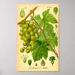 Poster Vinha de Uva Comum (Vitis vinifera)