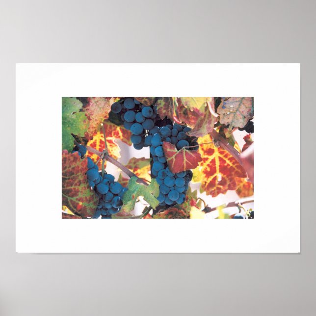 Poster Vinha de Uva Napa Valley, Vineyard (Frente)