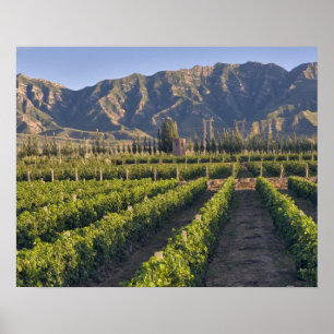 Póster Vinhas Cabernet Sauvignon em Huailai Rongchen