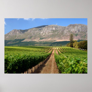 Póster Vinhas da Grande Propriedade Vinícola Constantia