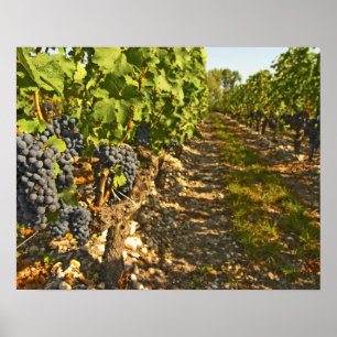 Póster Vinhas de Cabernet Sauvignon em uma fileira na
