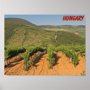 Poster Vinhas de Tokaj, Hungria