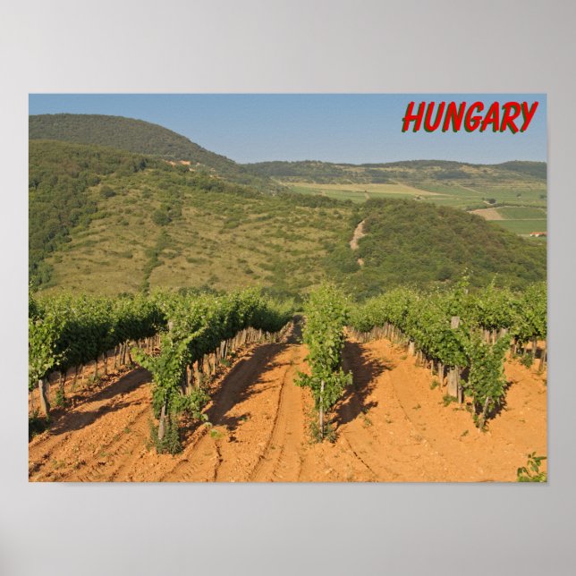 Poster Vinhas de Tokaj, Hungria (Frente)