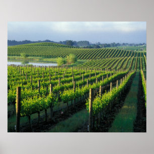 Póster Vinhas em fileiras organizadas na Napa, Califórnia