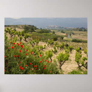 Poster Vinhas perto de Laguardia, capital de La Rioja