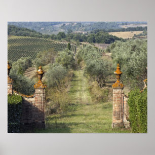 Poster Vinhas, Toscana, Itália