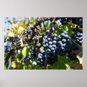 Póster Vinhedo das uvas