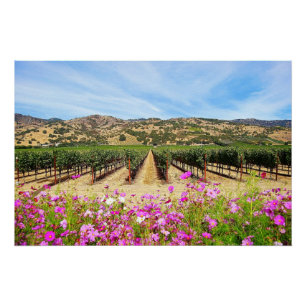 Póster Vinhedo de Napa Valley com cosmos