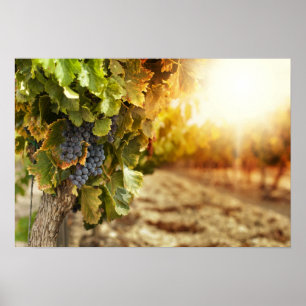 Póster Vinhedos no por do sol