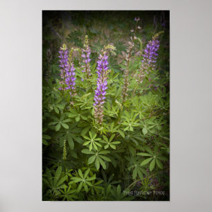 Póster Vinheta do Lupine