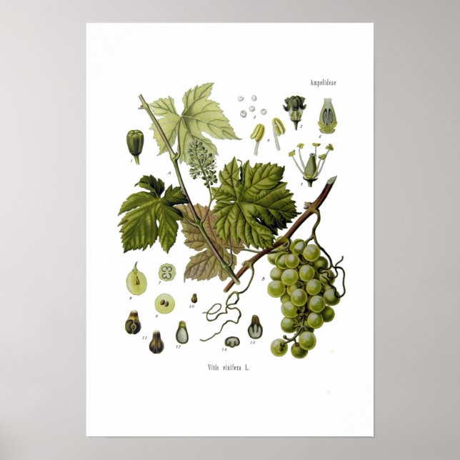 Póster Vinho de uvas (Frente)