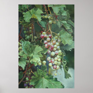 Poster Vinho de Uvas Realista com Folhas - Belas Artes