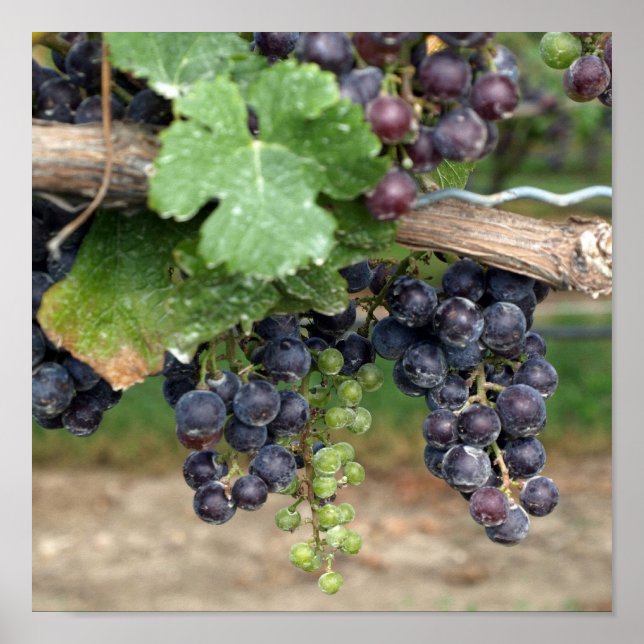 Póster Vinho na Vinha (Frente)