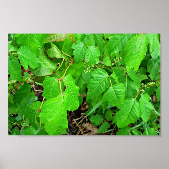 Póster Vinho venenoso (Frente)