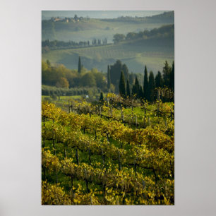 Póster Vinícola, Toscana, Itália