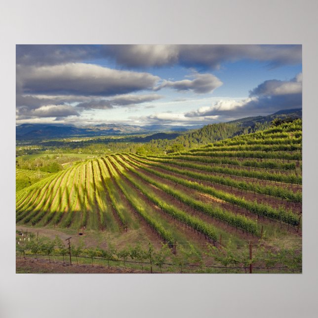 Poster Vinícola. Vale de Napa. Napa. Condado de Napa, (Frente)