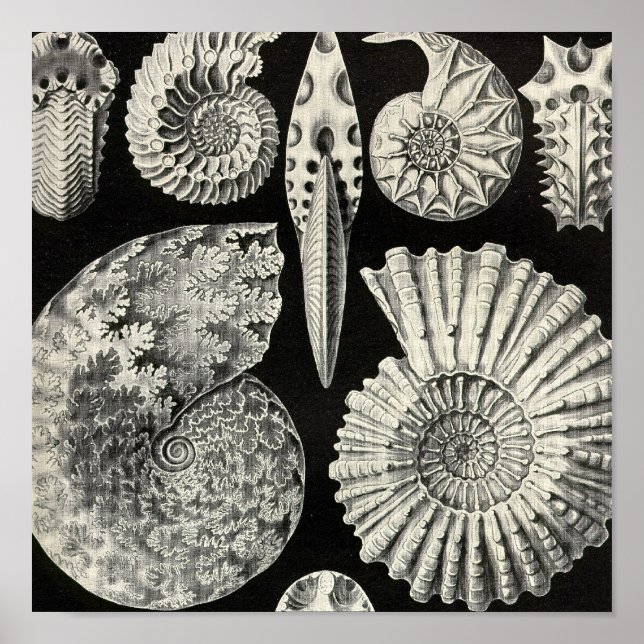 Poster vintage (Frente)