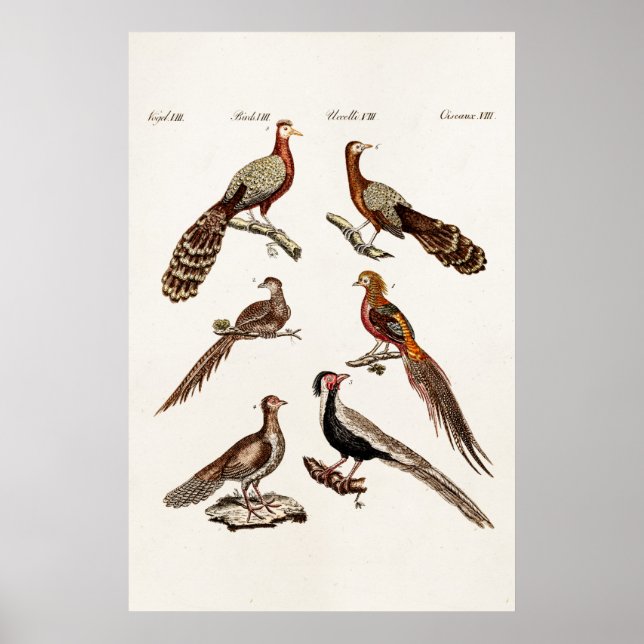 Poster Vintage 1700s Pheasant Game Birds - Pheasant Bird (Frente)