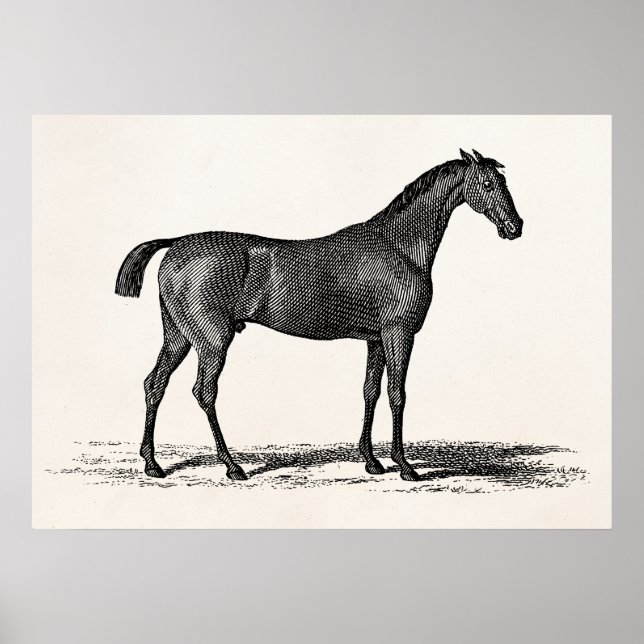 Póster Vintage 1800s - Cavalo Raça Inglês - Cavalos Corre (Frente)