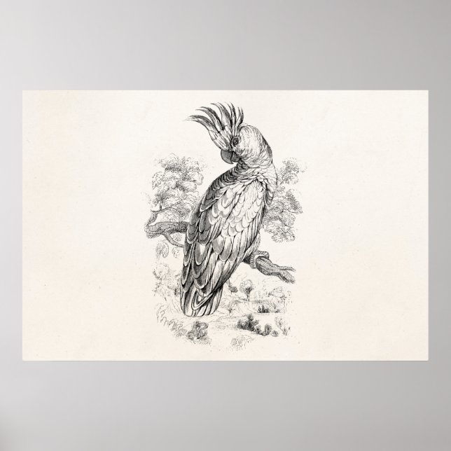 Poster Vintage 1800s Cockatoo Parrot Bird Cockatiel Birds (Frente)