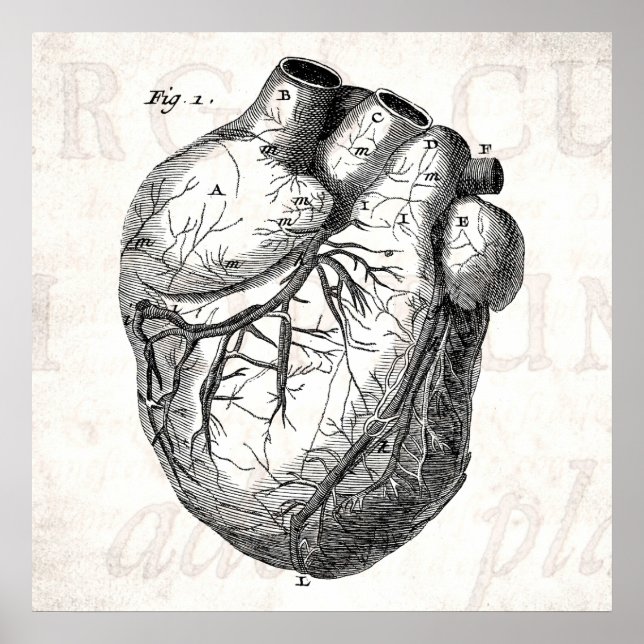 Póster Vintage 1800s Corações de Anatomia Cardíaca Retro  (Frente)