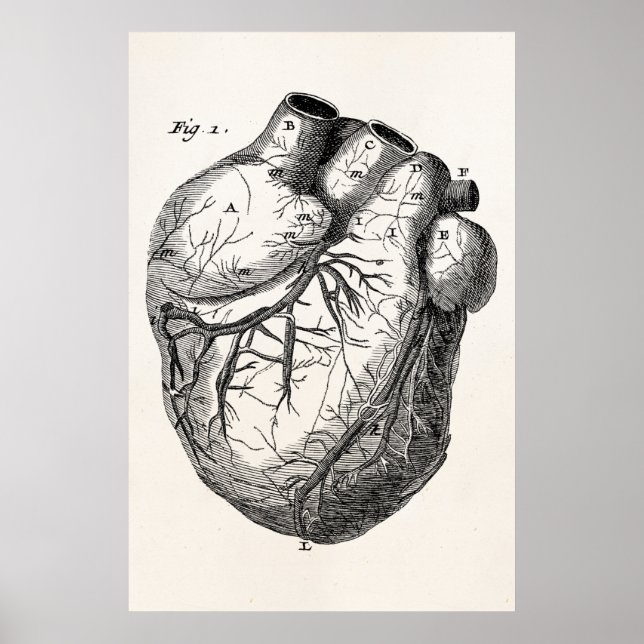 Poster Vintage 1800s Corações de Anatomia Cardíaca Retro  (Frente)