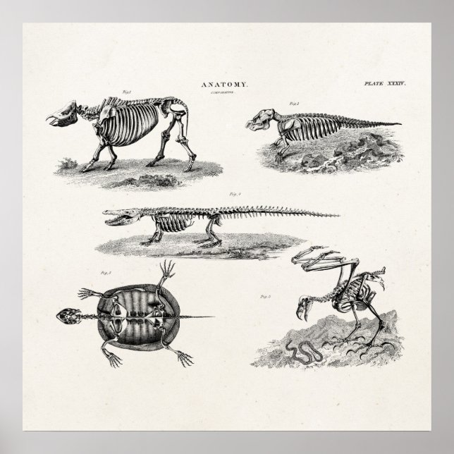 Póster Vintage 1800s Esqueletos Animais Anatomia Antica (Frente)