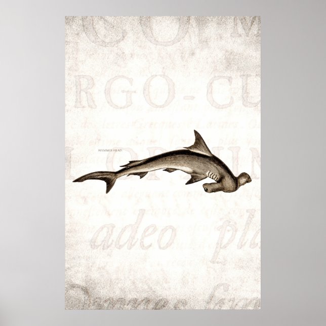 Póster Vintage 1800s Hammerhead Shark Old Hammer Head (Frente)