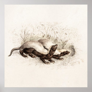 Póster Vintage 1800s Honey Badger Bee Hive Template Retro