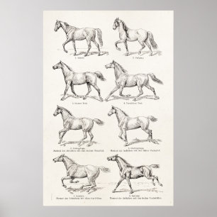Poster Vintage 1800s Horse Gaits Illustration Horses