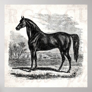Poster Vintage 1800s Horse - Modelo Morgan Equestrian