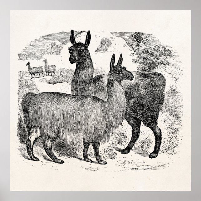 Poster Vintage 1800s Llama Retro Llamas Alpaca Modelo (Frente)