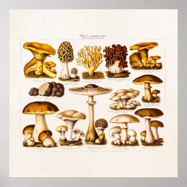 Póster Vintage 1800s Mushroom Variety Modelo (Frente)
