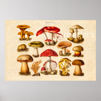 Vintage 1800s Mushroom Variety Red Mushroom