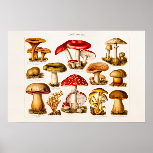 Poster Vintage 1800s Mushroom Variety Red Mushroom (Frente)