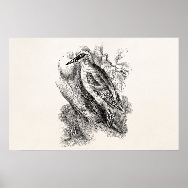 Poster Vintage 1800s Pica-Pau Aves-Pássaros (Frente)