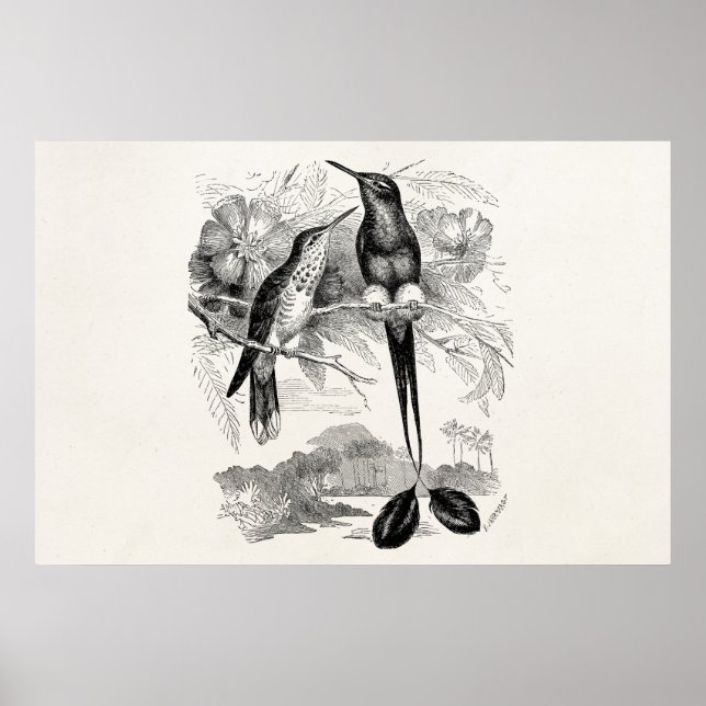 Poster Vintage 1800s Racket-Tail Hummingbird Racquet (Frente)