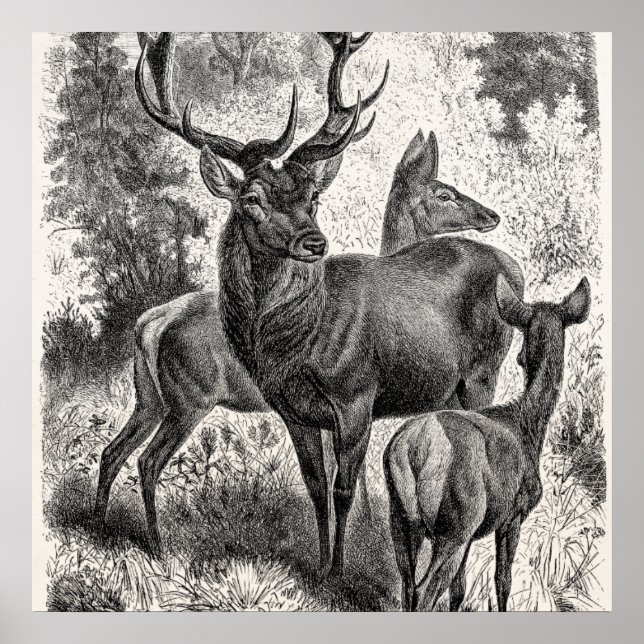 Póster Vintage 1800s Red Deer Illustration Stag Doe Fawn (Frente)