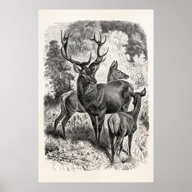 Póster Vintage 1800s Red Deer Illustration Stag Doe Fawn (Frente)