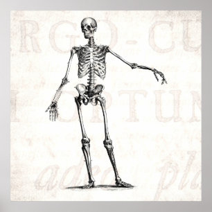 Póster Vintage 1800s Skeleton Retro Skeletons Anatomia