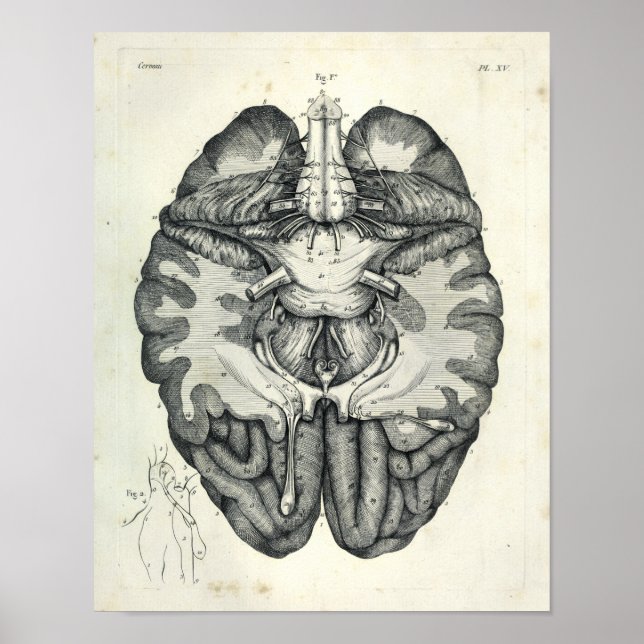 Poster Vintage 1805 Anatomical Brain Cranial Nerves Impre (Frente)