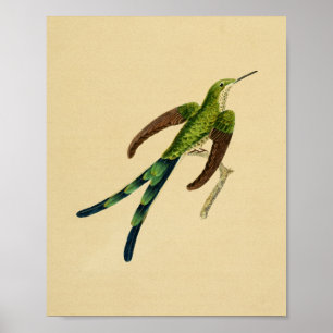 Póster Vintage 1830 Hummingbird Print Green Red