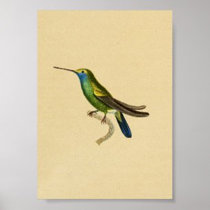 Póster Vintage 1830 Hummingbird Print Yellow Blue