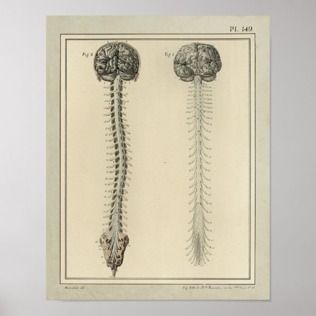Poster Vintage 1831 Cérebro Espinal Cord Anatomia Impress (Frente)