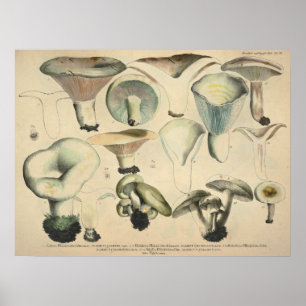 Poster Vintage 1831 Mushroom Variety Blue Brown Impressã