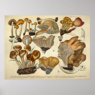 Póster Vintage 1831 Mushroom Variety Brown Fungus Impress