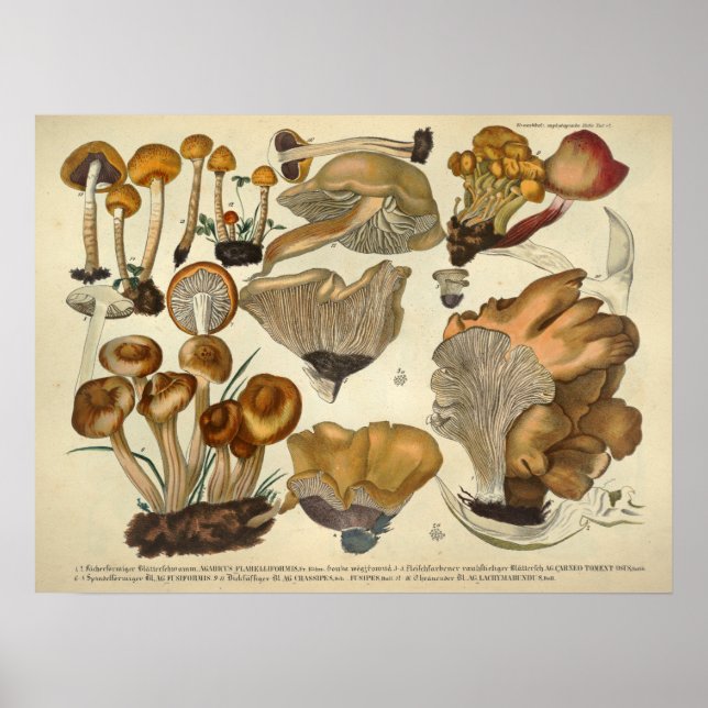 Póster Vintage 1831 Mushroom Variety Brown Fungus Impress (Frente)