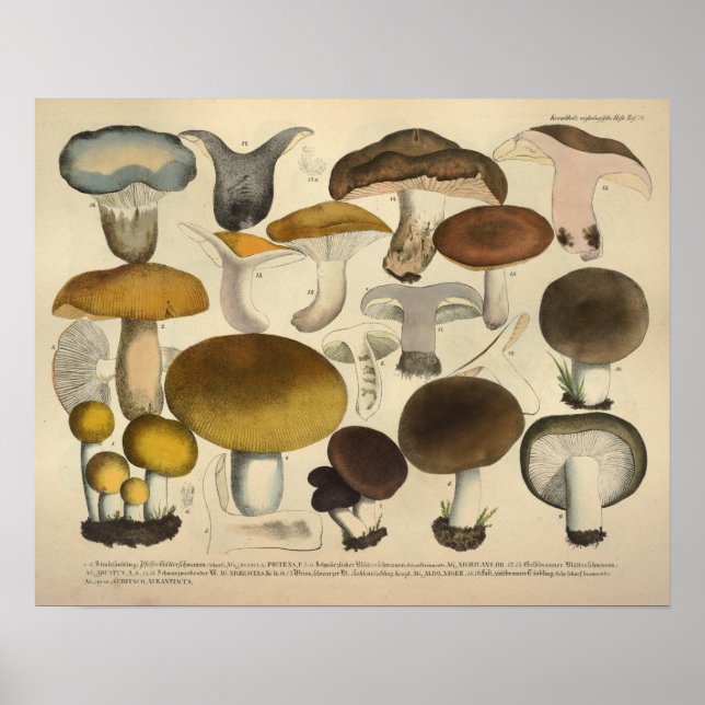 Póster Vintage 1831 Mushroom Variety Brown Yellow Impress (Frente)