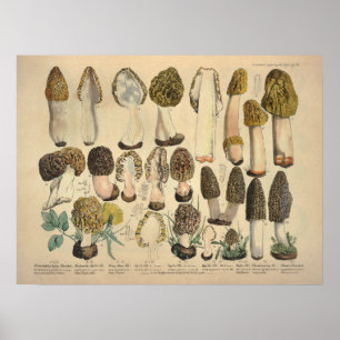 Póster Vintage 1831 Mushroom Variety Green Brown Impress